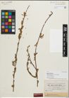Foto von Salix persica Boiss.
